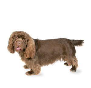 Blue Rhone Spaniel
