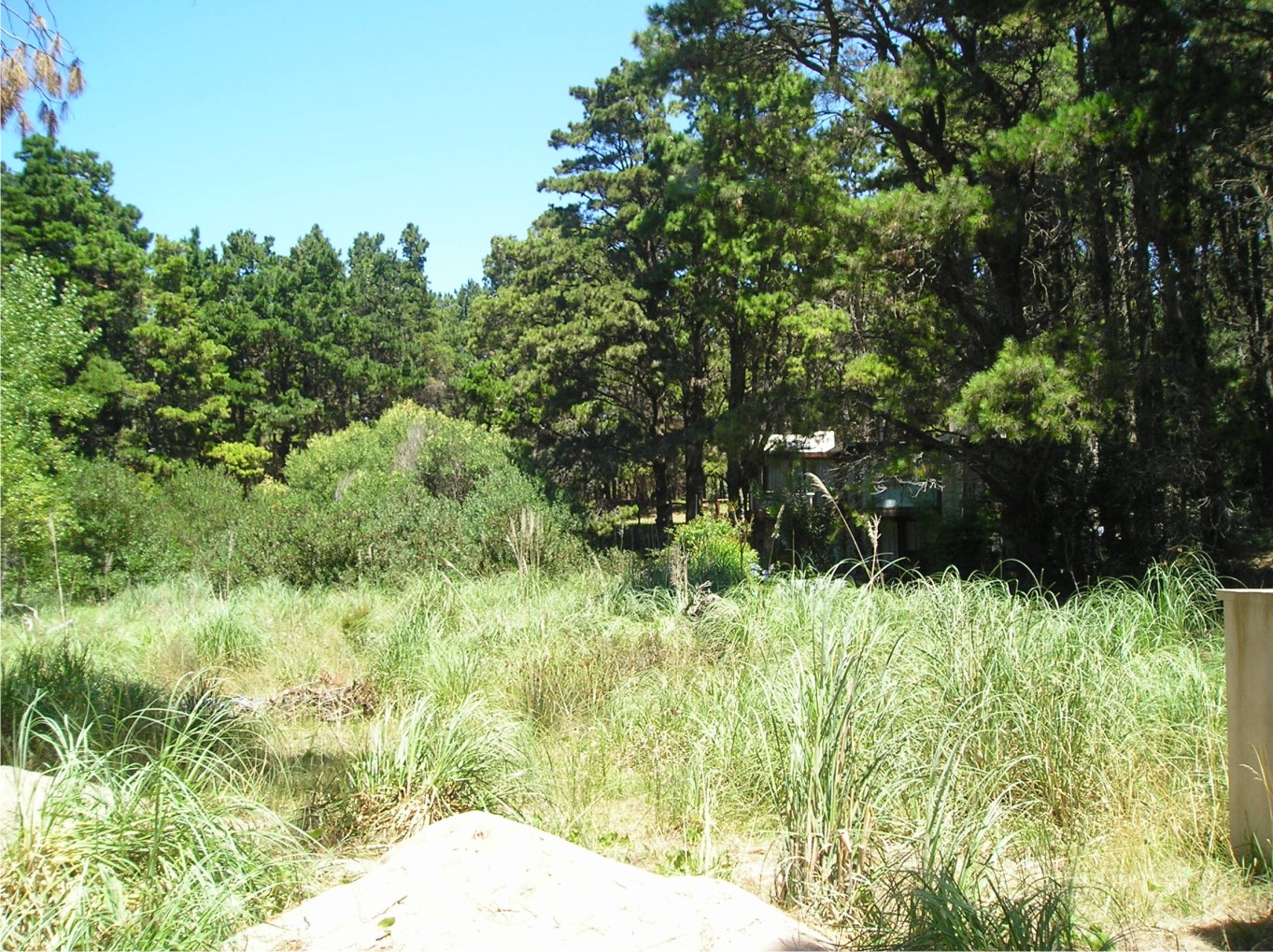 Vista dende o interior do bosque