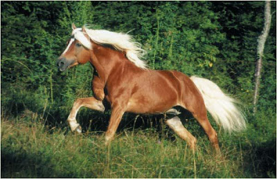 haflinger.jpg