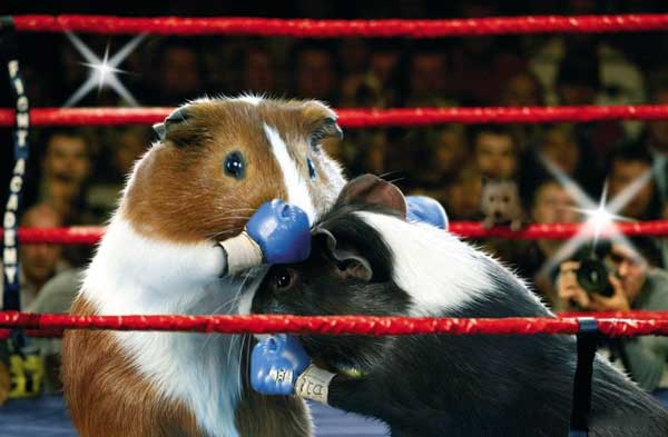 animaux-boxe.jpg