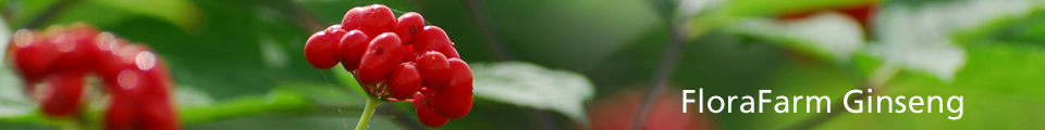 FloraFarm Ginseng Blog - Herzlich willkommen!