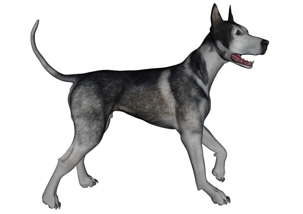 dog png graphics
