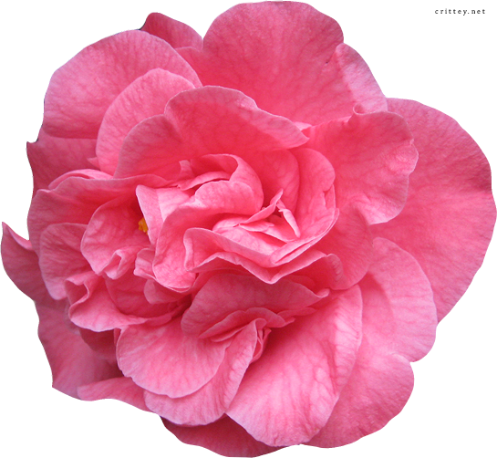 Real Flower Vector Amoremetaforas