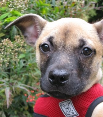 Labrador+cocker+spaniel+mix
