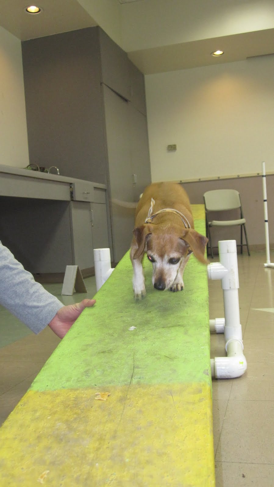 Rebound Hounds Tripod Agility!