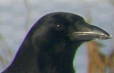 A Crow