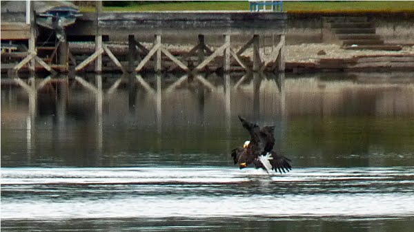 [eagle+duel+6web.bmp]