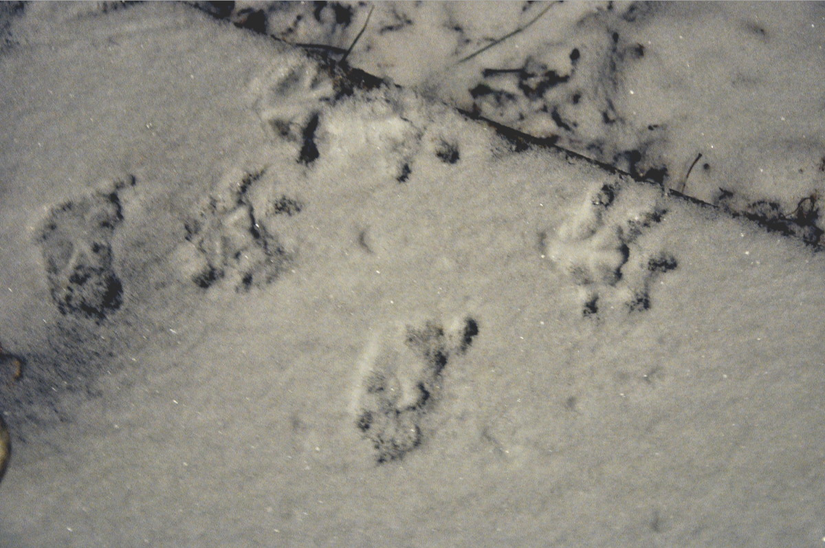 possum snow tracks