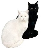 Gato Preto & Gato Branco