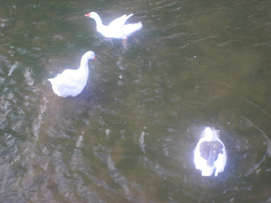 CISNES