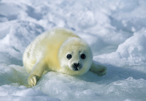 baby harp seal kids