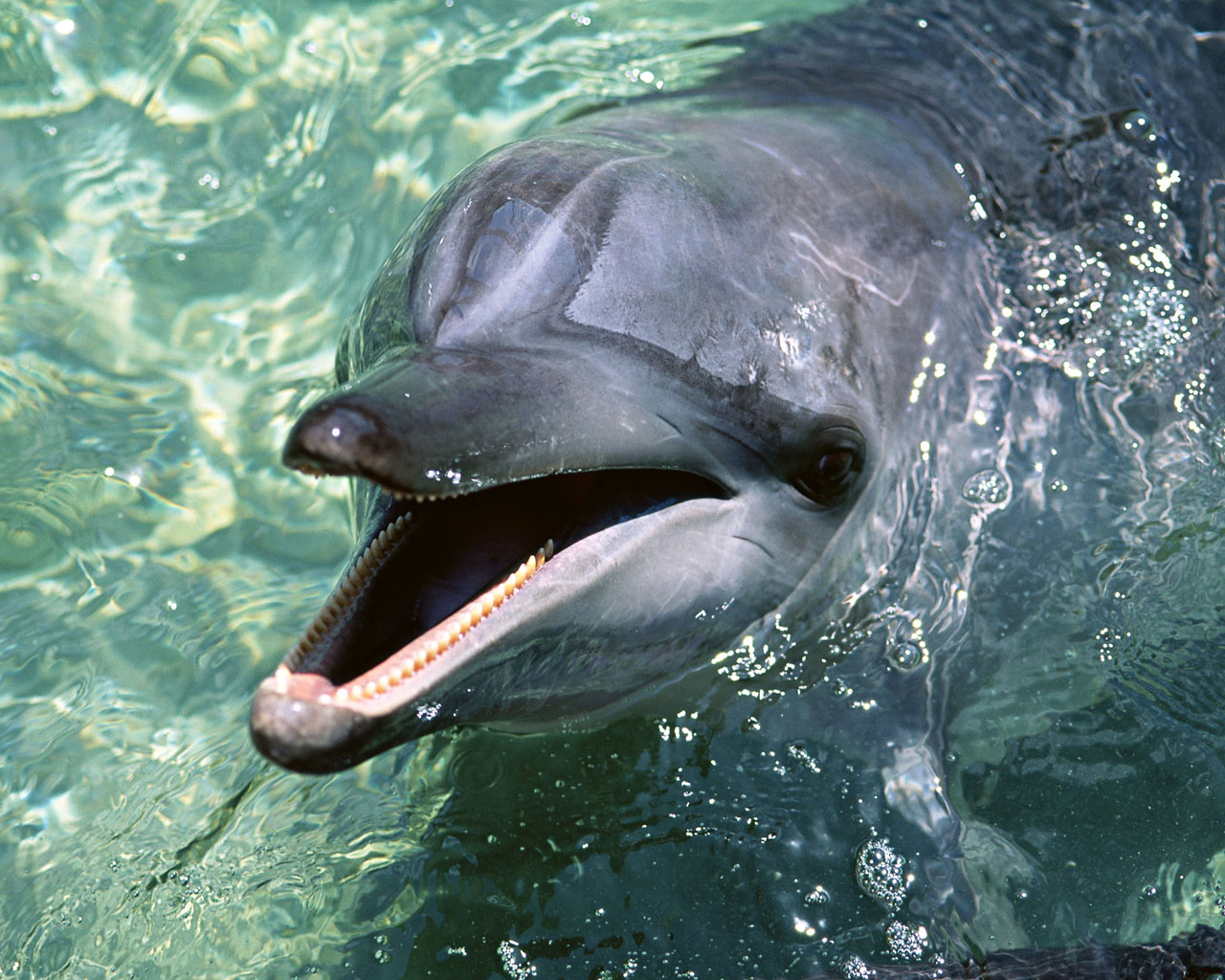 1280Dolphin_1018.jpg