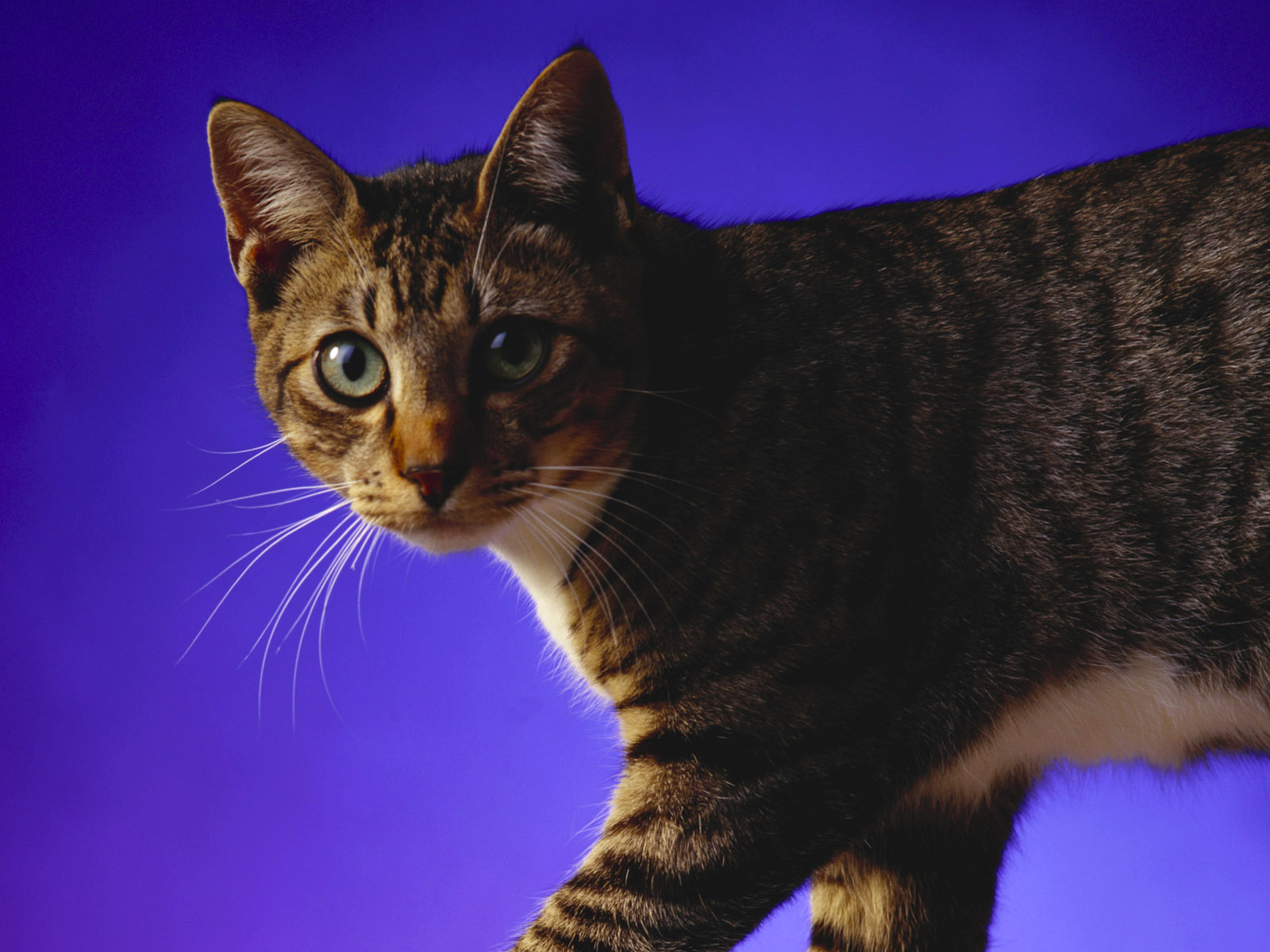 Cats Cats Cats Cats | Encyclopedia of World Photo
