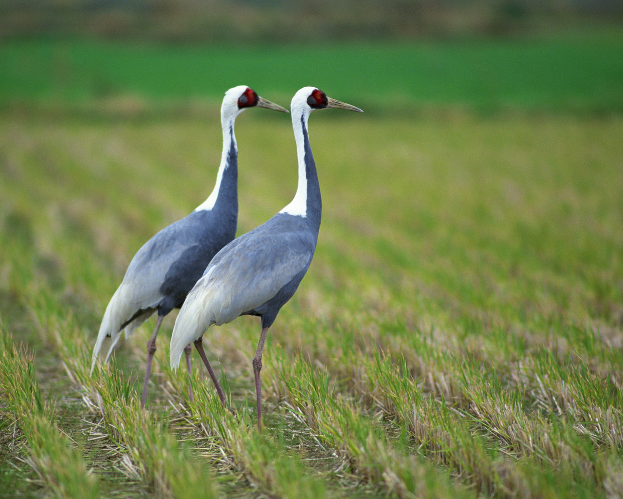 Bird Bird Bird Bird | Encyclopedia of World Photo
