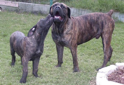 Boerboel X Bullmastiff