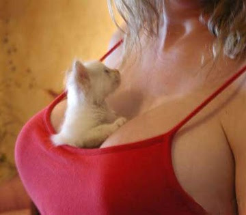 cleavage-kitty.jpg