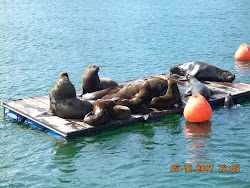 Lobos Marinos en Balsa Río Valdivia