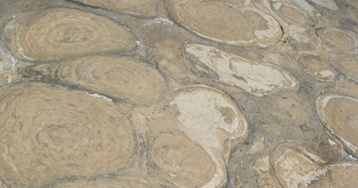 Follow Beth West Grinnell Glacier Fossils National Geographic