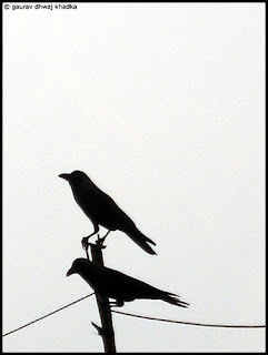 கை மேல் பலன் கிடைத்தது ! Two+crows