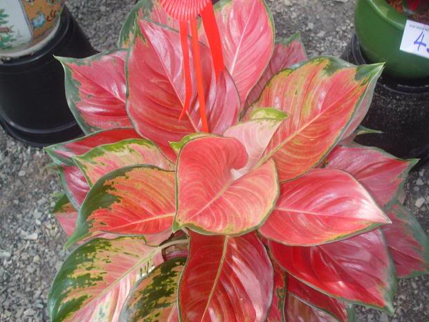 Tanaman Bunga Aglaonema Natalii - Ornamental Plants tanaman bunga aglaonema natalii ornamental plants