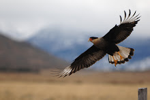 Patagónia - Argentina