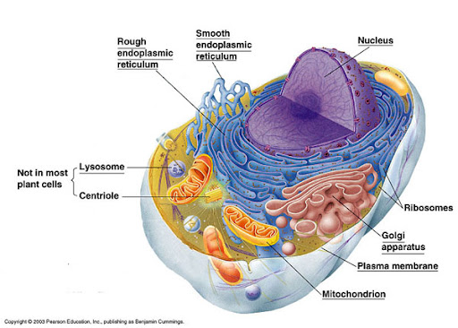 Animal Cell Not Labelled. animal cell labeled parts.