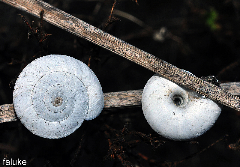 Mundo Natural Faluke Helicella stiparum