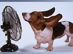 perro ventilador