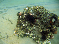 One section of the ship remains above the sand