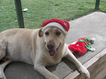 Jesse - Laid back labrador.
