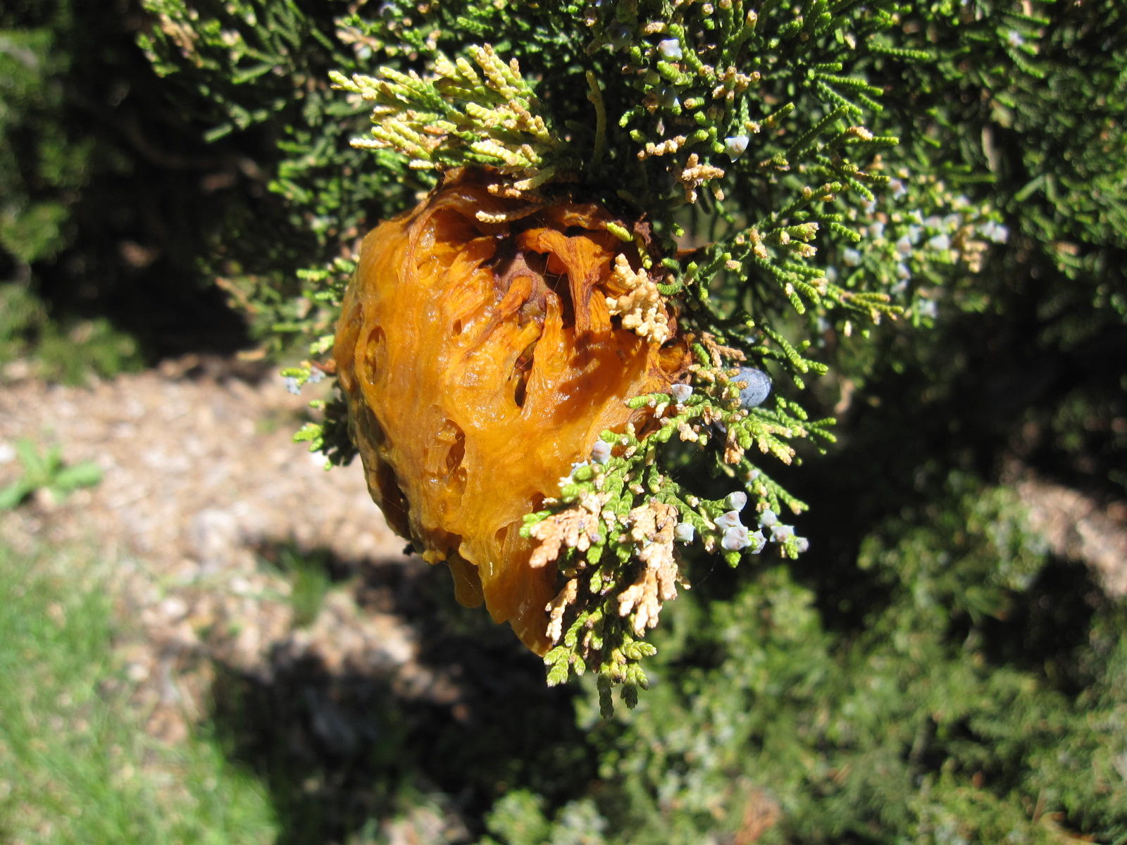 Arrowhead Alpines Blog May 2010