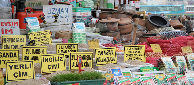 Ayserin