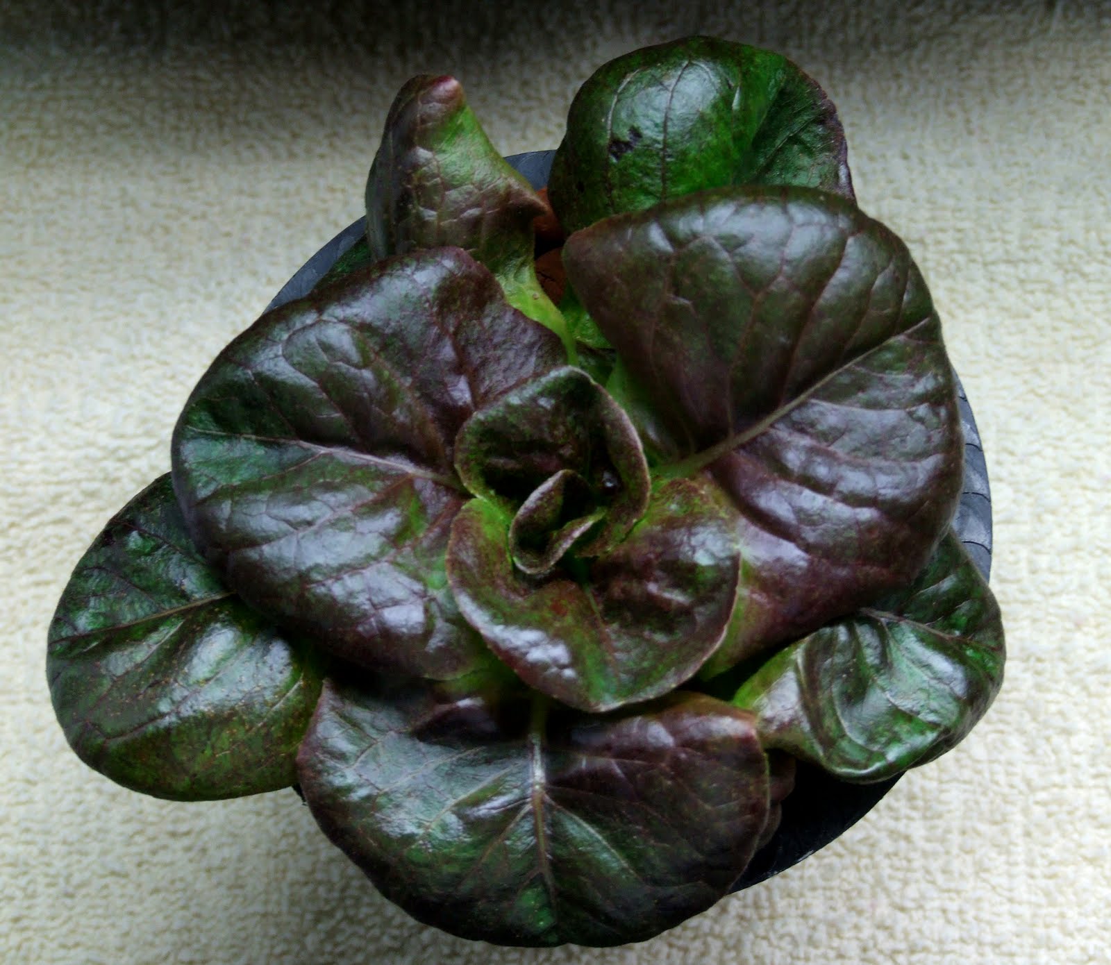 Hydroponic Dutch Winter Brown Lettuce