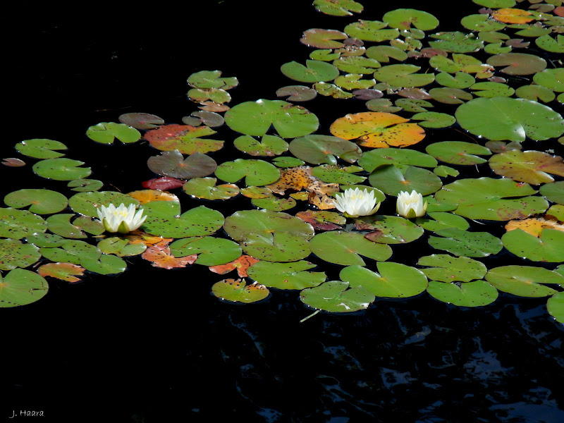 http://2.bp.blogspot.com/_LJtEOTXVFxM/SljeflG9zsI/AAAAAAAACH4/3FN4_TER_OE/s800/three+lilies+in+the+lily+pads+c.jpg