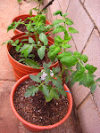 The boys' and my "beefy boy" tomato plant