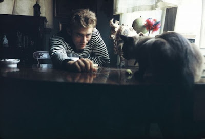 celebrity cats celebrity cats