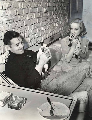 celebrity cats celebrity cats