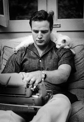 celebrity cats celebrity cats