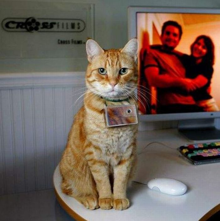 Curious, Funny Photos / Pictures Cats eye view seeing life through