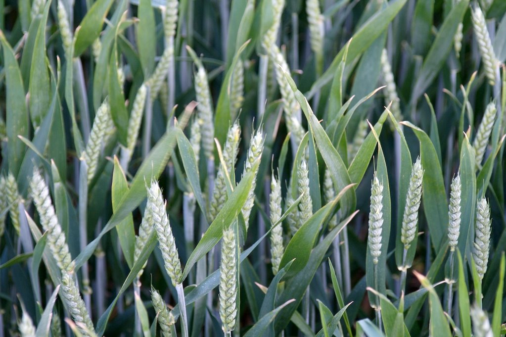 [Wheat.jpg]