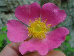 Rosa Setigera