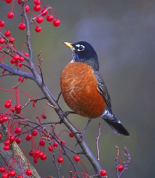 American-Robin-and-berries.jpg