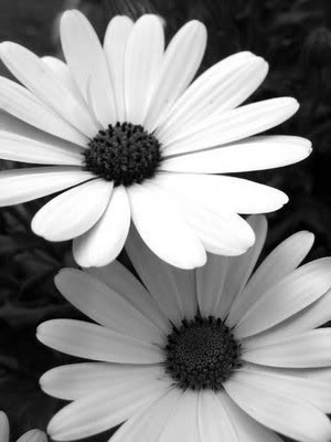 Black And White Pictures Of Flowers. lack and white flowers