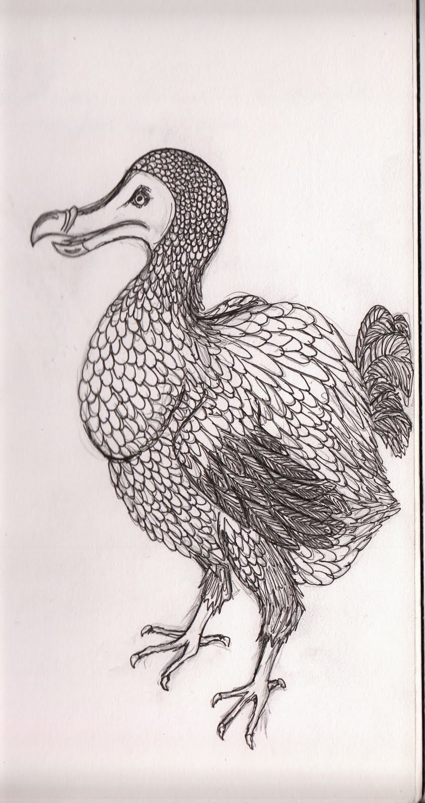 [dodo]