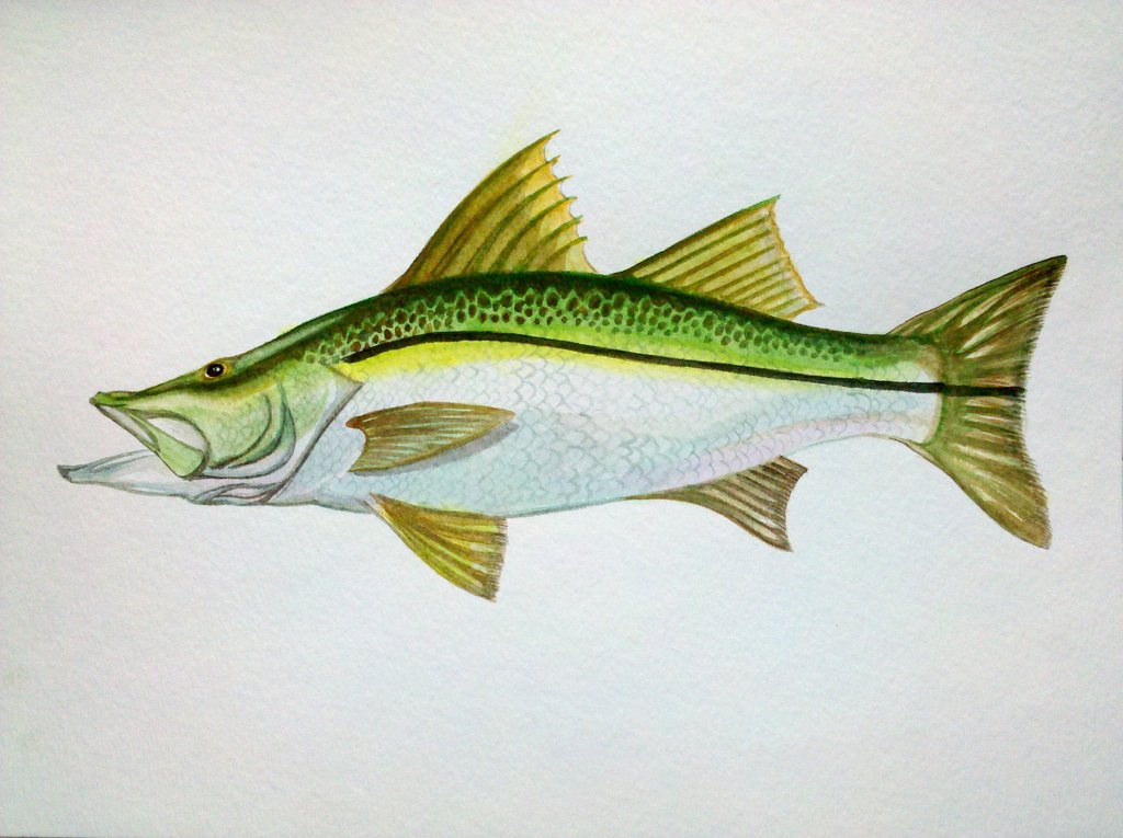 Strid Art The Mighty Snook