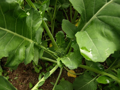 Garden 09 - June