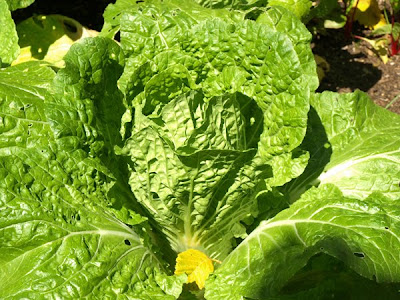 garden 7/21/10