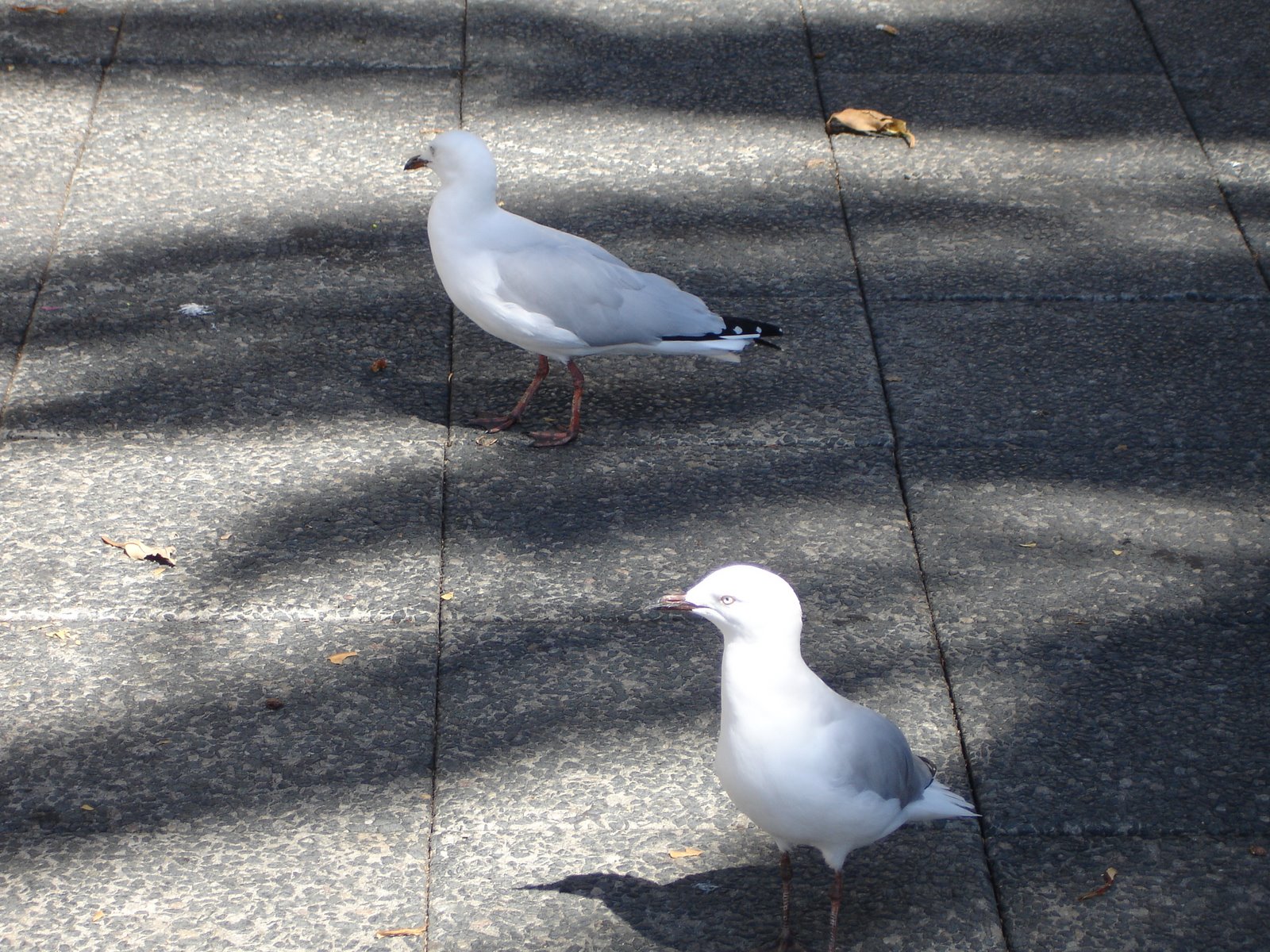 [DSC00663.JPG]