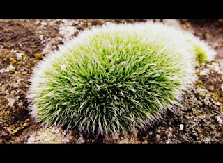 Muschiul de piatra-Stone moss