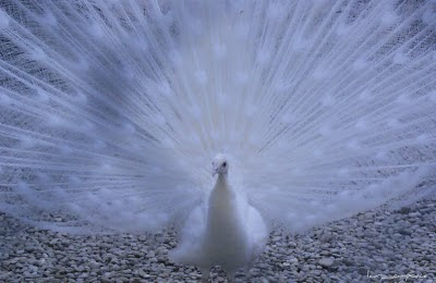 paun alb -white peacock